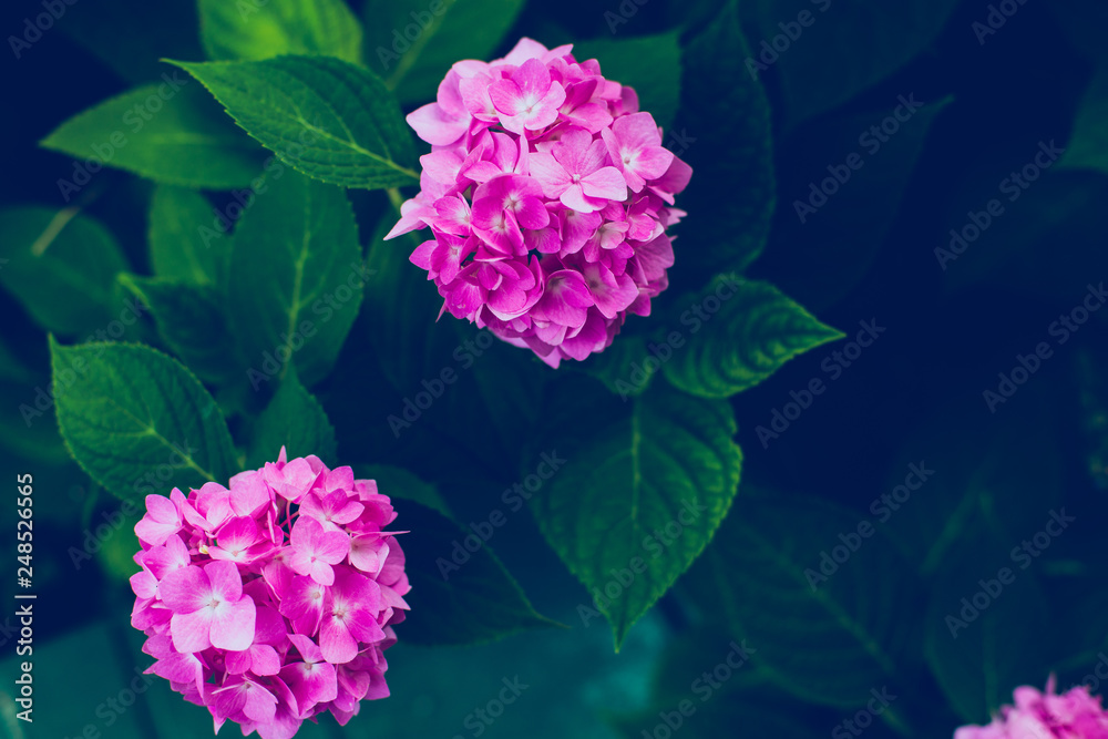 Obraz premium Hydrangea flowers and green leaves background,Dark and Grain and film tone. Copy space