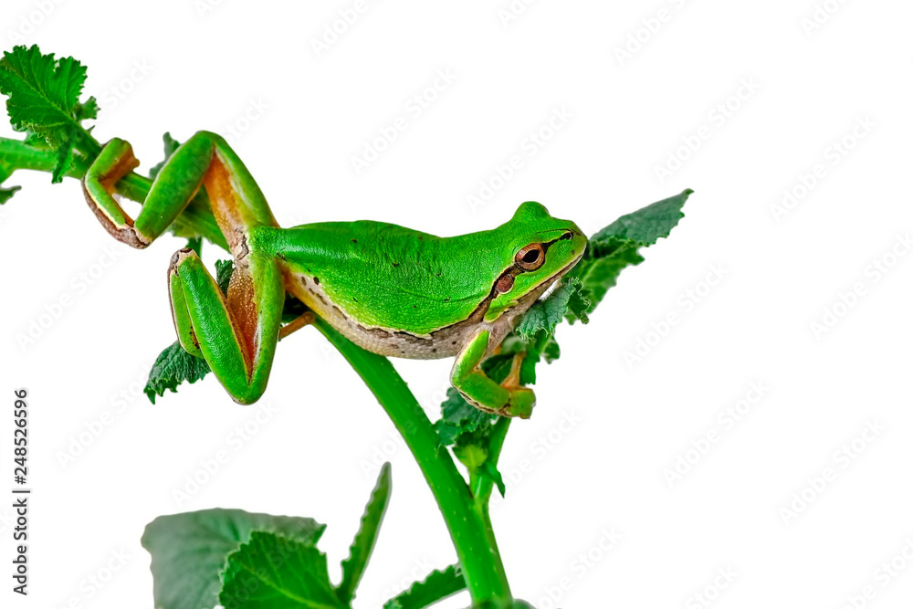 Obraz premium Beautiful Europaean Tree frog Hyla arborea - Stock Image