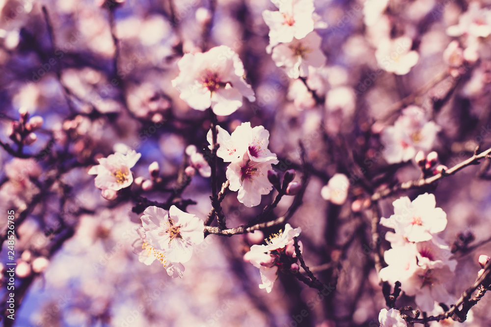 Fototapeta premium Spring blossom background. Beautiful nature scene with blooming tree on sunny day. Spring flowers. Beautiful orchard in Springtime. Abstract blurred background.
