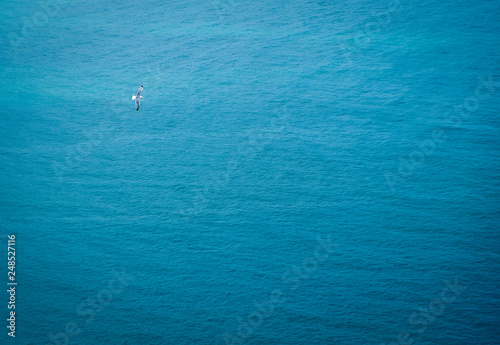 Gaivota a sobrevoar o mar © Romano Alves
