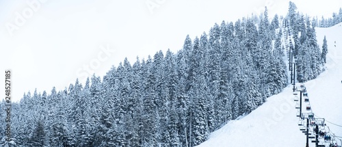 Snow covered evergreens - ski resort mountain side