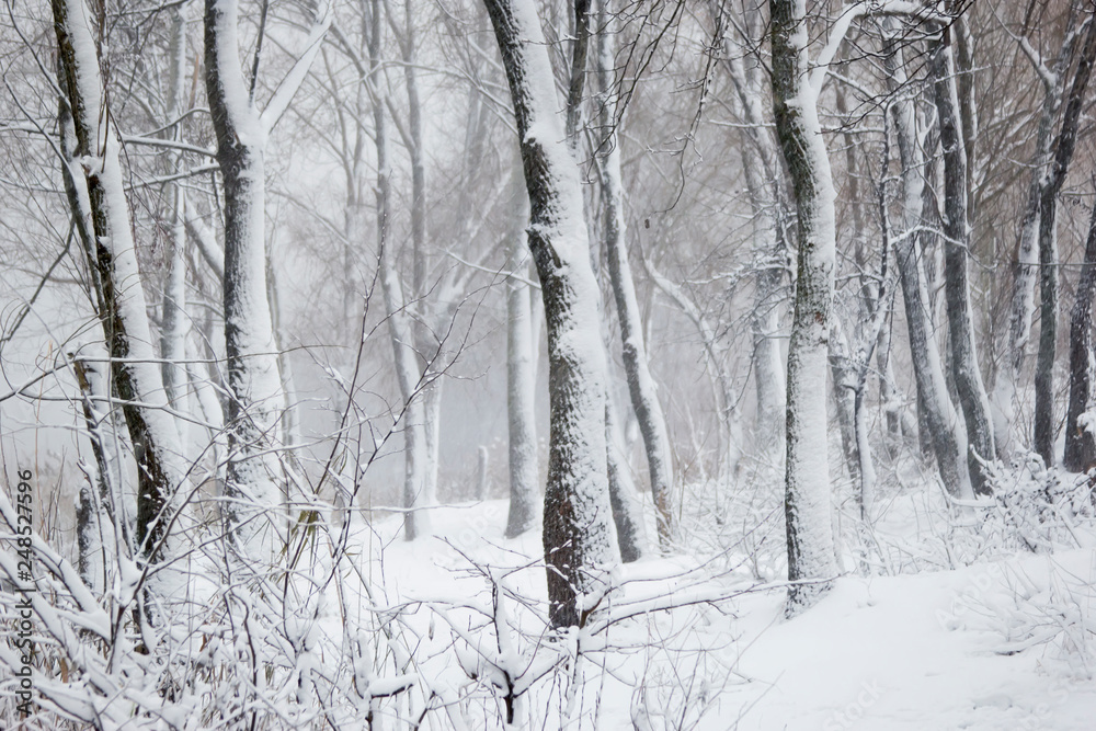 forest in the snow for text forest in the snow for text