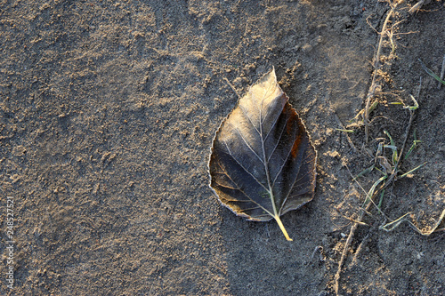 leaf on the ground for text photo