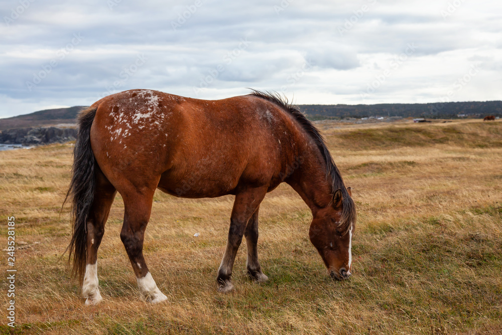 Wild Horse on the Atlantic Ocean Coast during a cloudy evening. Taken in Dungeon Provincial Park, Bonavista, Newfoundland, Canada. Wild Horse on the Atlantic Ocean Coast during a cloudy evening. Taken in Dungeon Provincial Park, Bonavista, Newfoundland, Canada.