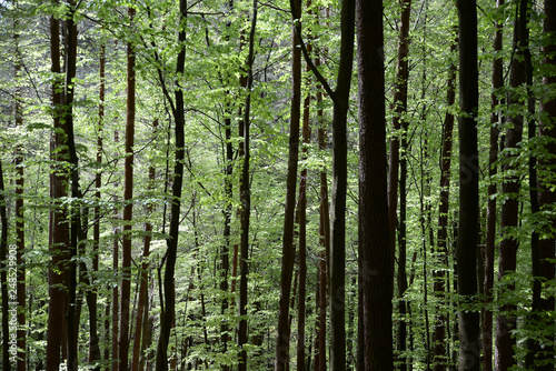 Frühlingswald © Fotolyse