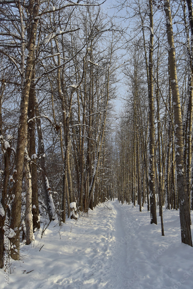 Forest trail in winter Forest trail in winter