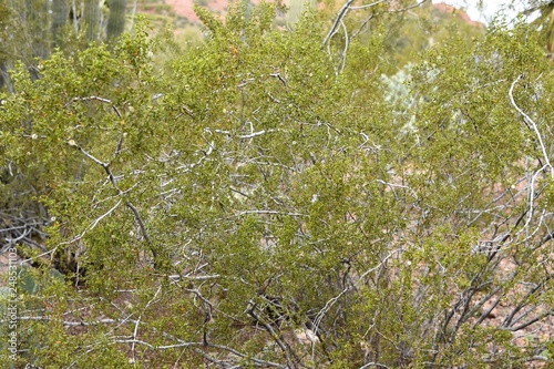 creosote bush in the desert  photo