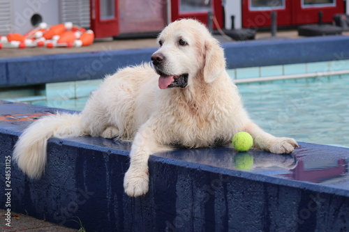 On last day of the summer season, dogs are allowed in the outside swimming pool in Nieuwerkerk aan den IJssel in the Netherlands photo