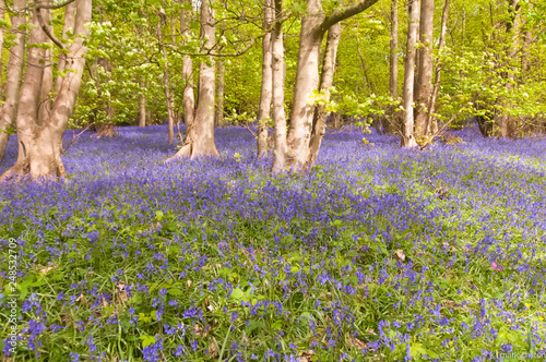 Fototapeta Naklejka Na Ścianę i Meble -  springtime woodland bluebells