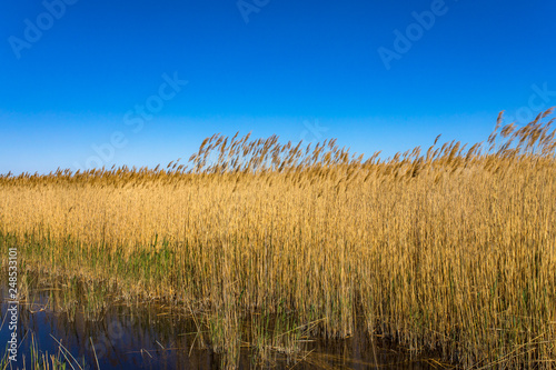 Golden yellow marshes and reeds in front of clear clean blue sky in summer or autumn season. This is from Sultan Sazligi Kayseri Turkey. Pastoral beautiful landscape background.