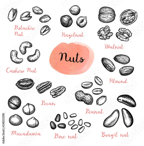 Big collection of nuts sketches.