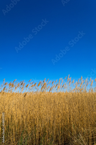 Golden yellow marshes and reeds in front of clear clean blue sky in summer or autumn season. This is from Sultan Sazligi Kayseri Turkey. Pastoral beautiful landscape background.