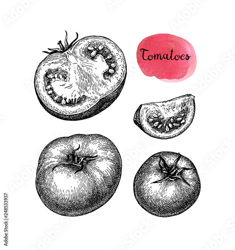 Ink sketch of tomato.