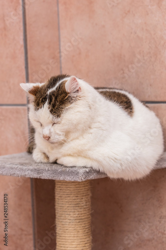Schilderij op canvas Cats and kittens in animal shelter in Belgium