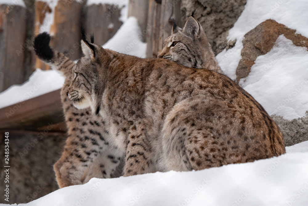 Lynx family in snow