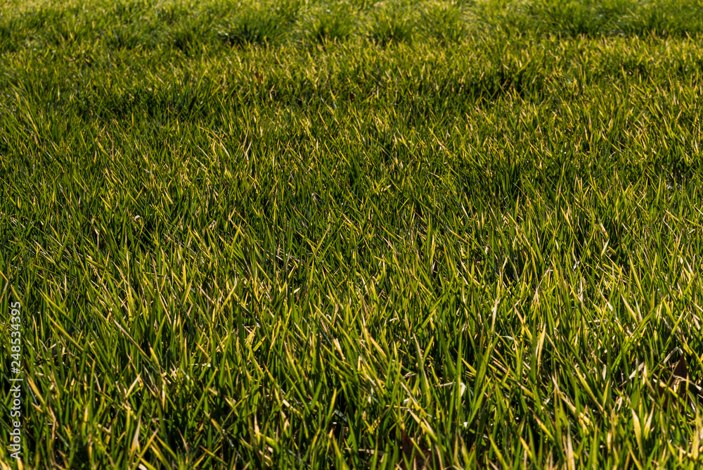 Obraz premium Cesped verde en prado.