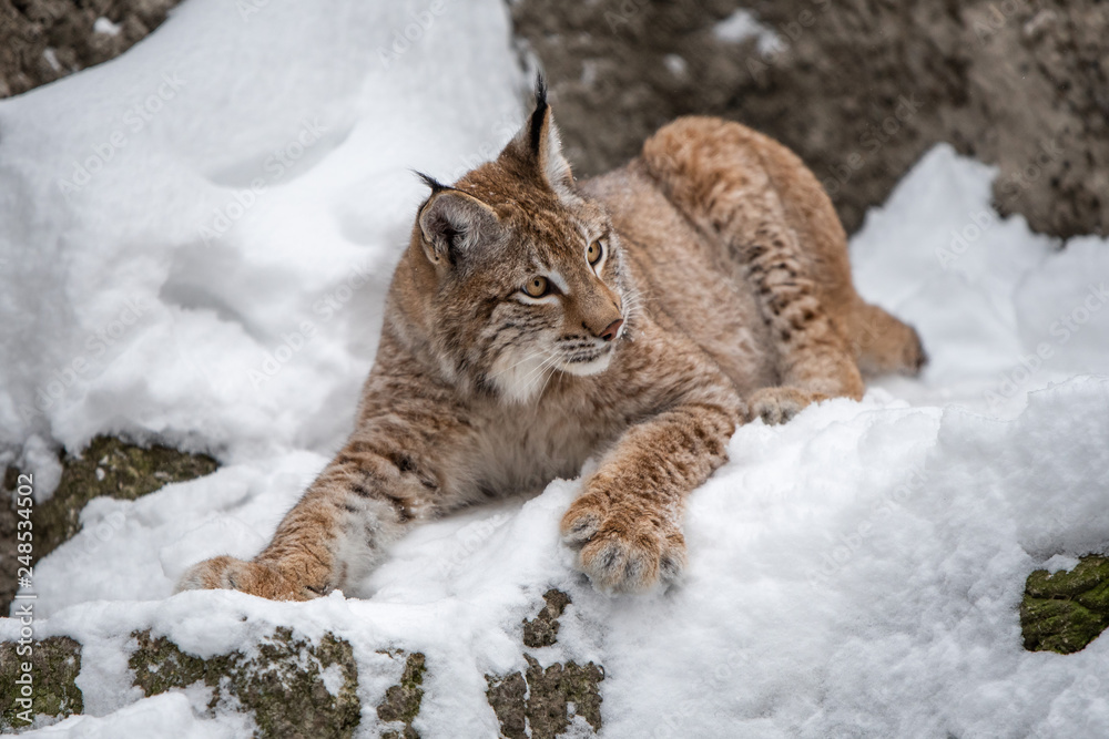 Young lynx lie in snow