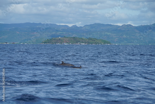 View of the open ocean with dolphins near Manjuyod  Philippines with island background