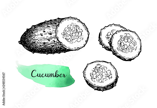 Ink sketch of cucumber.