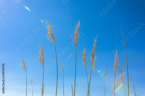 Golden yellow marshes and reeds in front of clear clean blue sky in summer or autumn season. This is from Sultan Sazligi Kayseri Turkey. Pastoral beautiful landscape background.