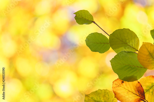 Herbsthintergrund in warmen Farben und Textfreiraum
