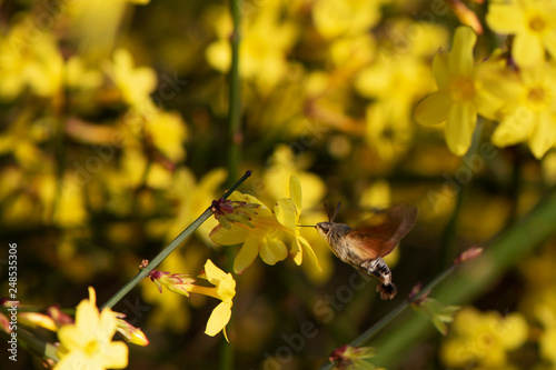 the hornworm, Manduca quinquemaculata proboscis drinks, collects pollen from the Jasmine flower. the background is blurred. the hornworm, Manduca quinquemaculata flew up to Jasmine. Jasmine big yellow photo