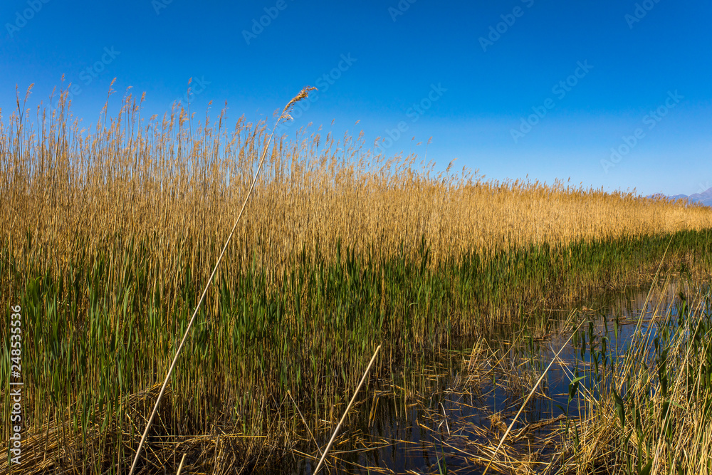 Obraz premium Golden yellow marshes and reeds wetland in front of clear clean blue sky in summer or autumn season. This is from Sultan Sazligi Kayseri Turkey. Pastoral beautiful landscape background.