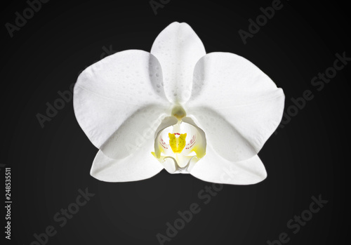 Close-up view of beautiful white orchid flower with dew drops (Phalaenopsis) on black background backlit (backlight)