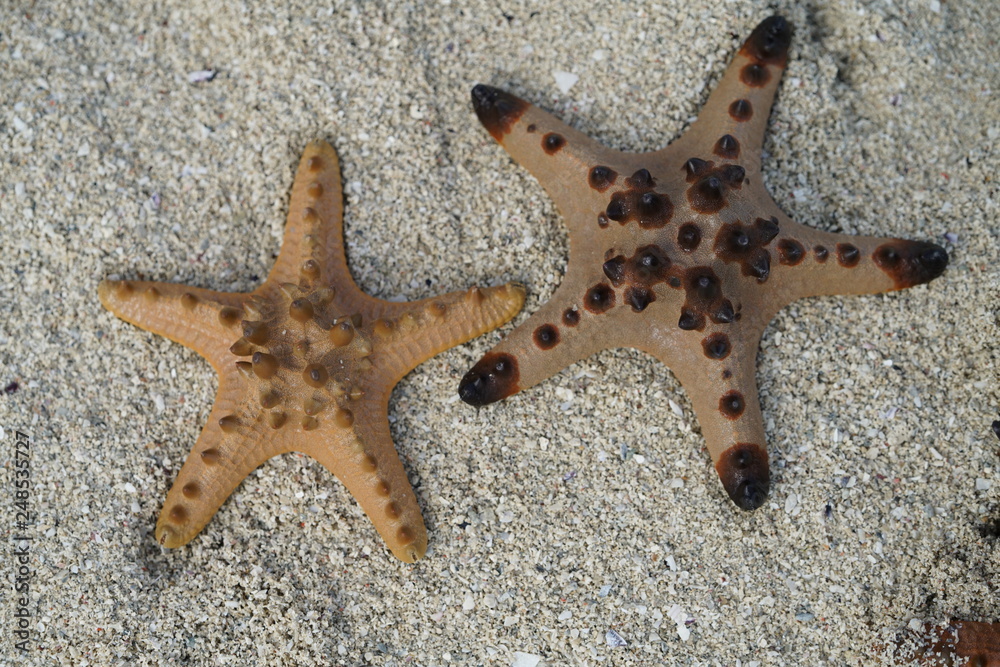 Beautiful starfish at Manjoyod Sandbar, Philippines Beautiful starfish at Manjoyod Sandbar, Philippines