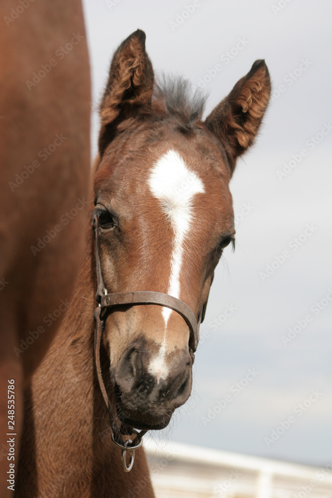 Obraz premium Horse in field
