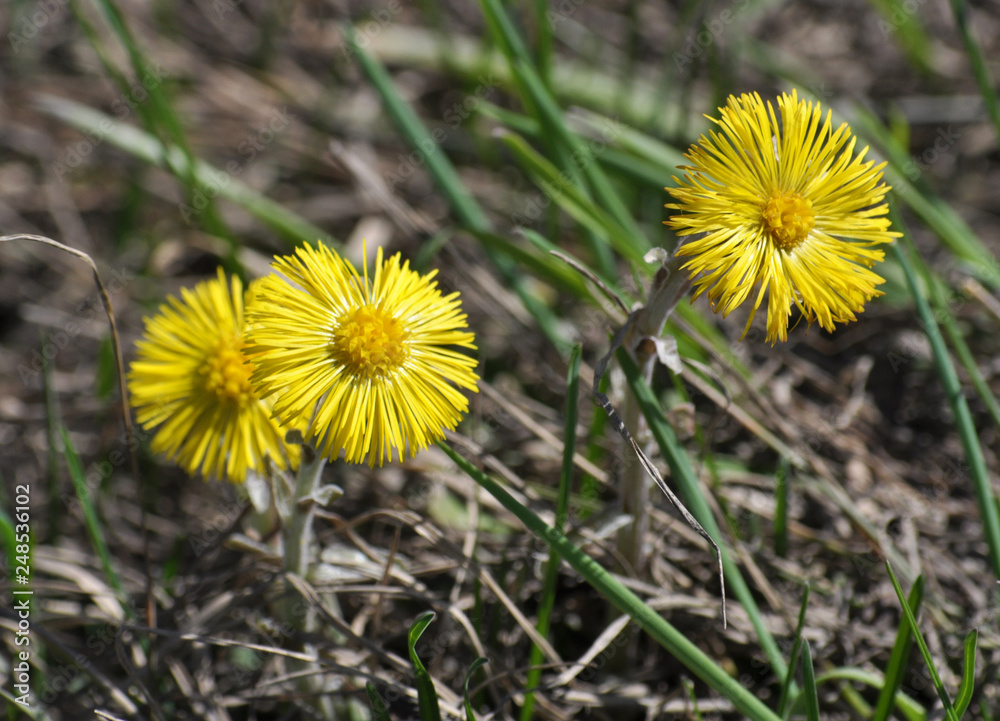 In nature, bloom early spring plant Tussilago farfara In nature, bloom early spring plant Tussilago farfara