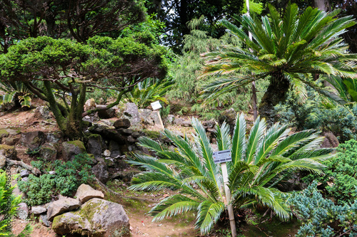 Cycas revoluta  sago palm  king sago  sago cycad  Japanese sago palm  in botanical garden
