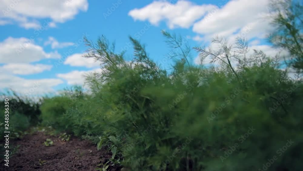 Young dill grows in the garden outdoors. Growing dill spice in open field Young dill grows in the garden outdoors. Growing dill spice in open field