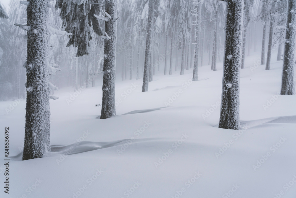 Fairytale forest landscape in winter season Fairytale forest landscape in winter season