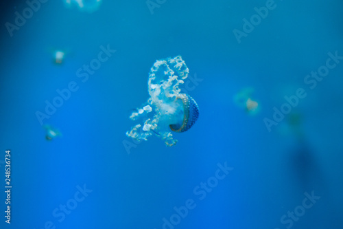 Jellyfish (Medusozoa). Sea jellies in the Water.