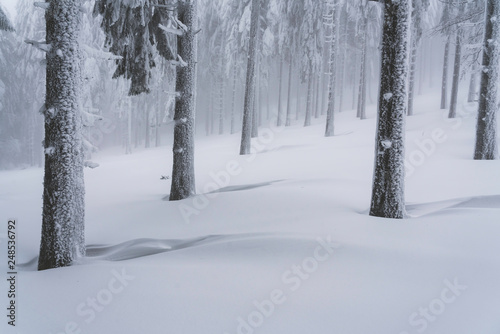 Fairytale forest landscape in winter season © Daniel M