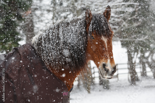 Pferd mit Schneeflocken