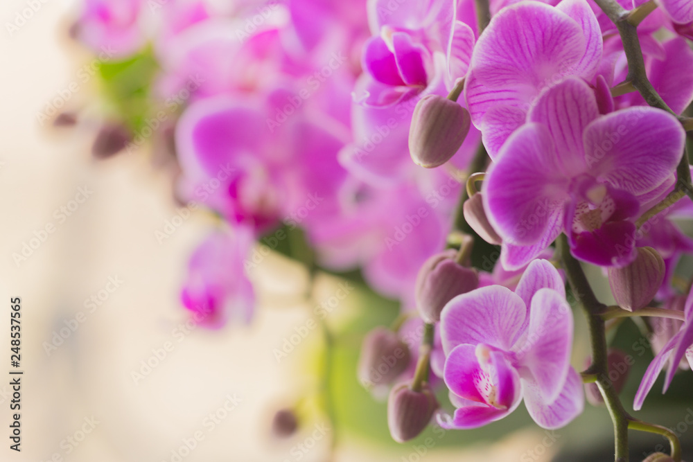 retty Blooming Purple Orchid flower - Image. retty Blooming Purple Orchid flower - Image.