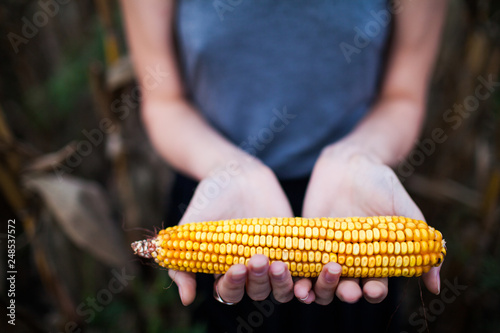 peeled ear of raw corn in two female opened hands