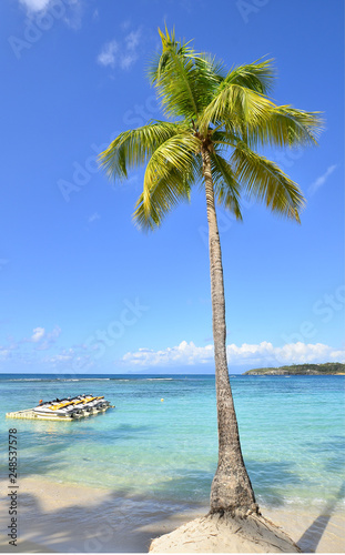 Palm tree on Caravelle beahc on Guadeloupe photo
