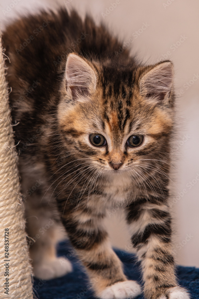 Cats and kittens in animal shelter in Belgium