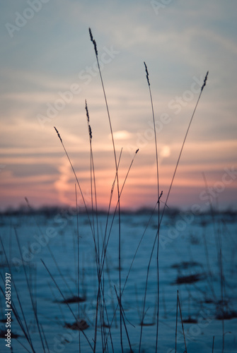 winter sunset in field