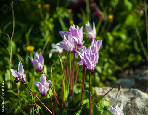 Young lilac cyclamens in spring