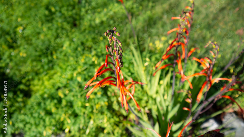 Fototapeta premium Orange Flowers