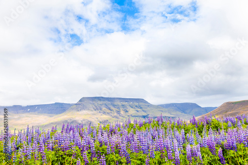 landscape of a large field of lupins in iceland