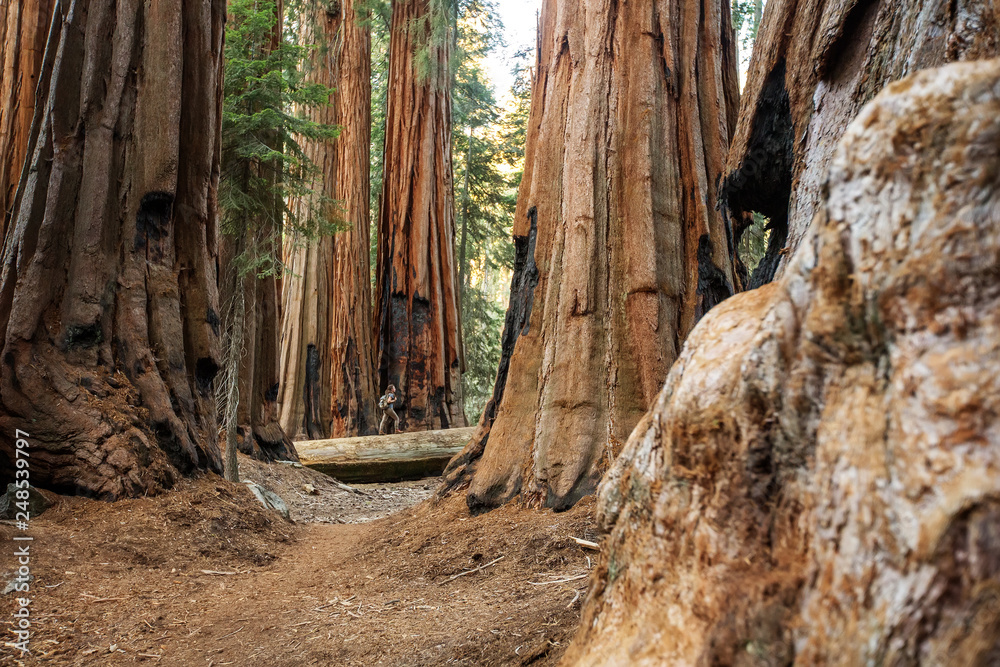Hiker in Sequoia national park in California, USA Hiker in Sequoia national park in California, USA