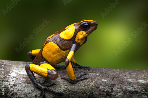 harlequin poison dart frog, Oophaga histrionica. A small poisonous rain forest animal living in the jungle of Colombia