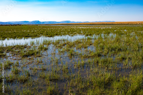 Wetland green marsh field with grass. 