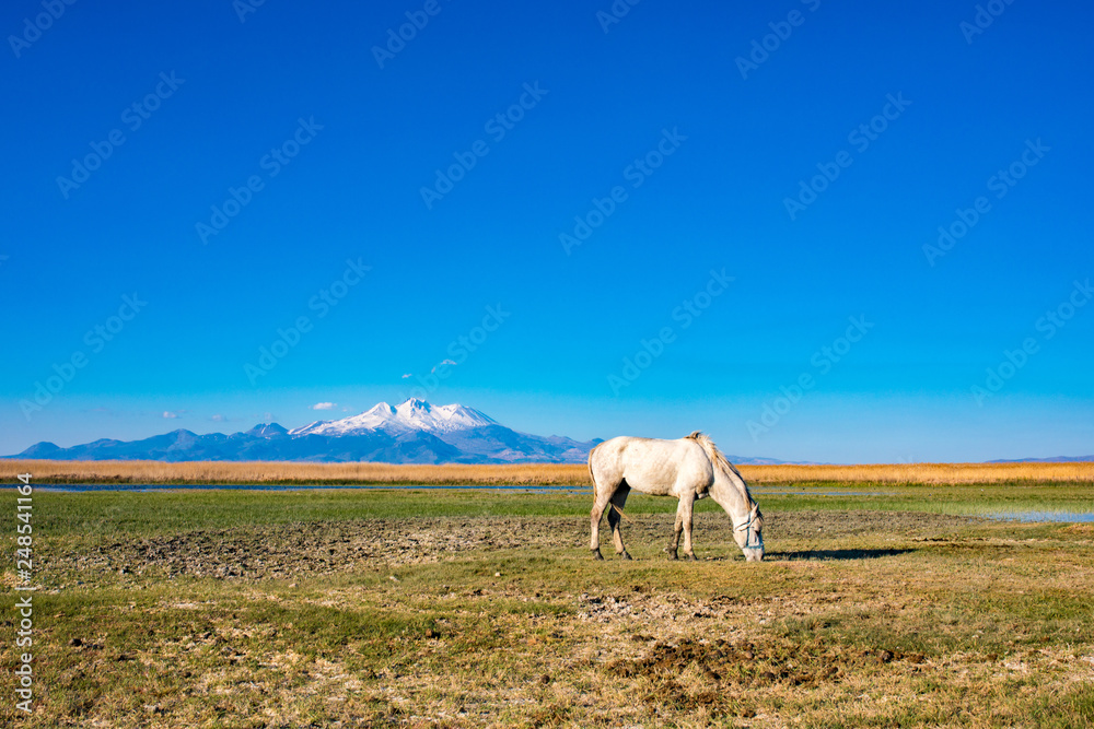 Fototapeta premium White wild free horse running and grazing in the field to the mountain. Erciyes Mountain in Kayseri Turkey. Sultan Sazligi national park in Develi Kayseri Turkey. Beautiful pastoral landscape.