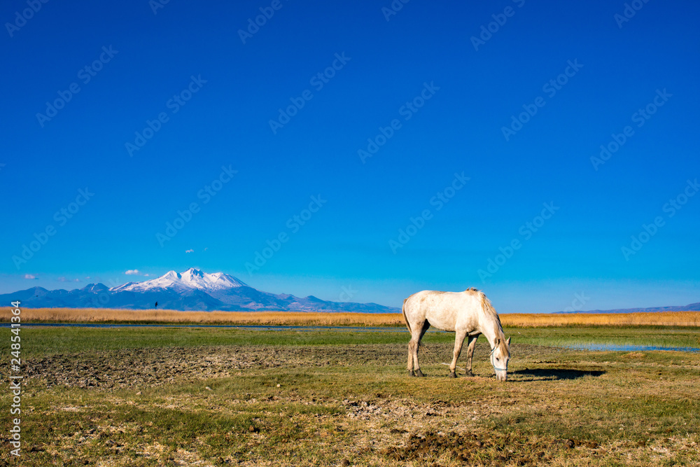 Naklejka premium White wild free horse running and grazing in the field to the mountain. Erciyes Mountain in Kayseri Turkey. Sultan Sazligi national park in Develi Kayseri Turkey. Beautiful pastoral landscape.